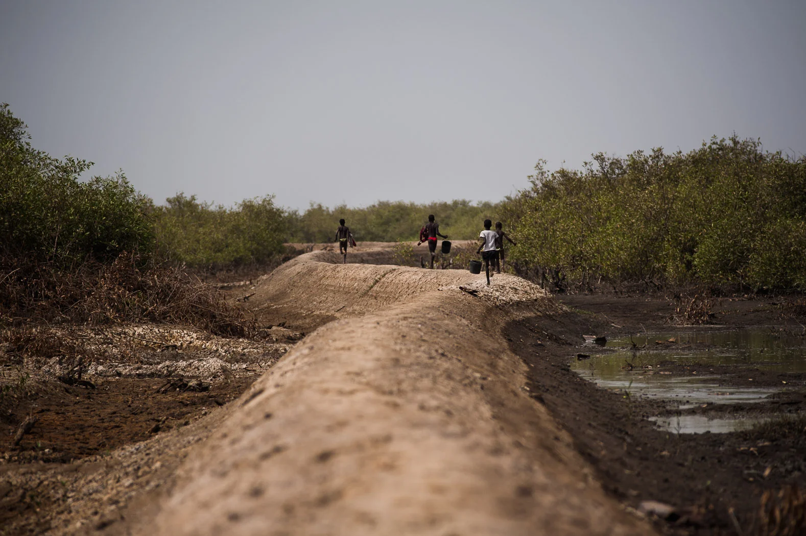 The reliance on the cashew, and the alcohol side-product, has meant that much of the country's subsistence agriculture has fallen into decay. Guinea Bissau used to produce enough rice to export its surplus; it is now an importer of rice. Dykes—critical to rice cultivation in the mangroves of the coast—have fallen into disrepair and the paddy fields have run dry.