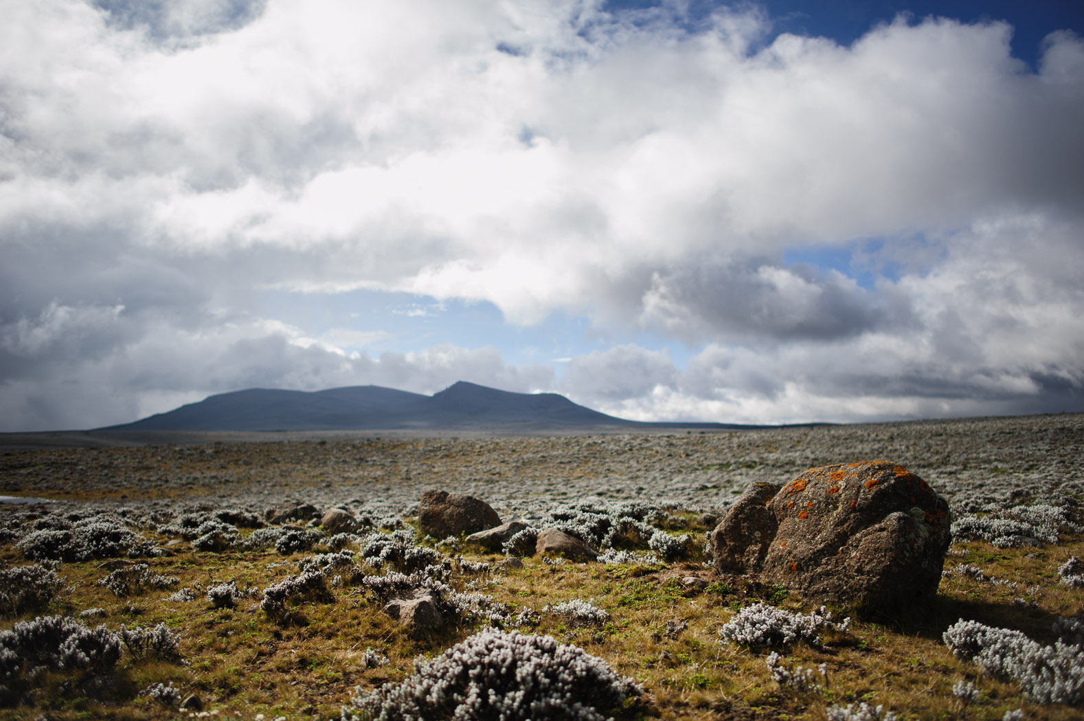 In the Bale Mountains, the wolves live on the Sanetti plateau, "the Roof of Africa", at an average altitude of 4000 metres, crowned by Tullu Deemtu (pictured, background), the second highest mountain in Ethiopia at 4377 metres.
