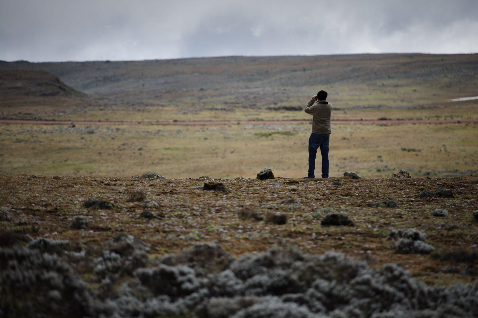 A team of wolf monitors in the Bale Mountains park spend around twenty days in every month tracking and observing the wolves. "In some of the smaller populations we have 25 or 30 wolves so it's not unreasonable to suggest an entire population in one area could vanish from disease" says Chris Gordon, technical coordinator for the Ethiopian Wolf Conservation Programme.