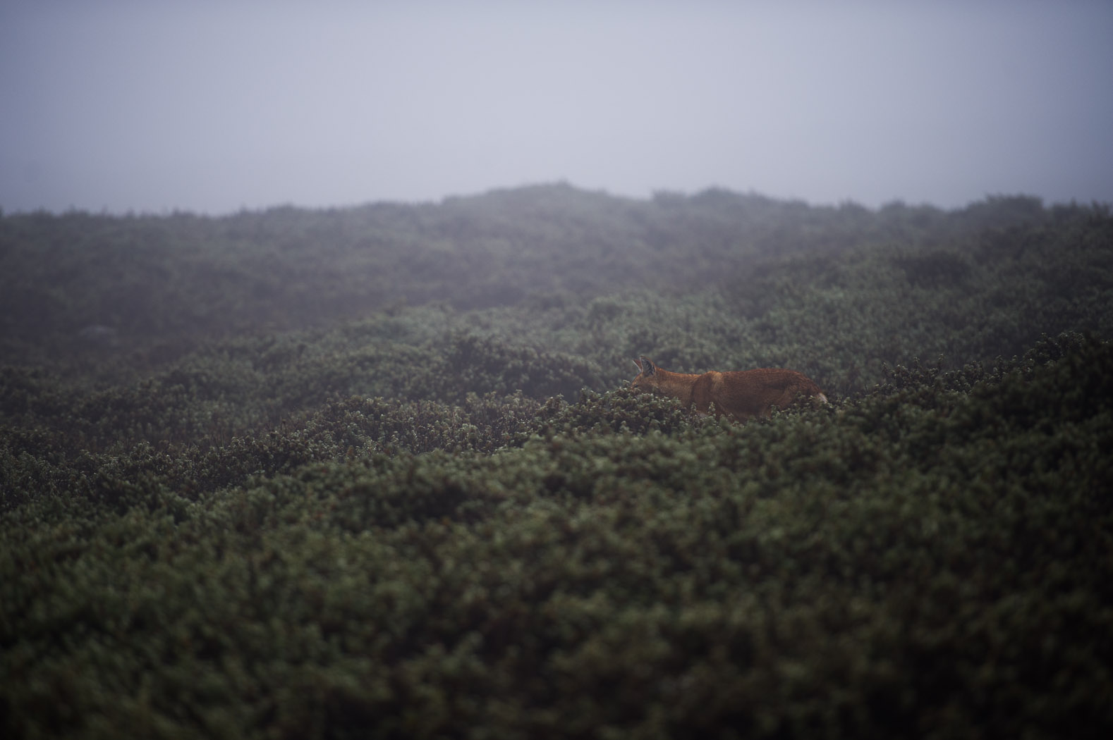 Around half of Ethiopia's wolves live in the Bale Mountains National Park, one of seven Afro-alpine habitats. The Ethiopian wolf lives only on mountains above 3000 metres and its survival is closely linked to the Afro-alpine ecosystems.