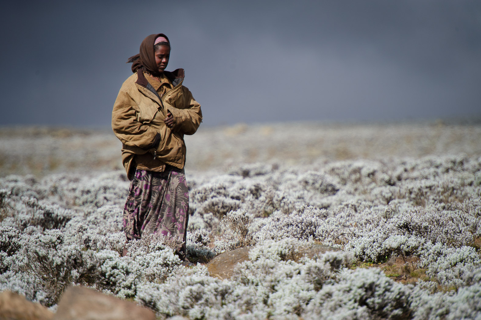 With a population growth of around 2.13%, Ethiopians are forced to seek out more land in which to grow crops and graze their cattle. People living in the Bale Mountains take their cattle and livestock up into the national park, which at present, the park authorities do little to control. This is endangering the habitat and ecosystems that the wolves rely on to survive.