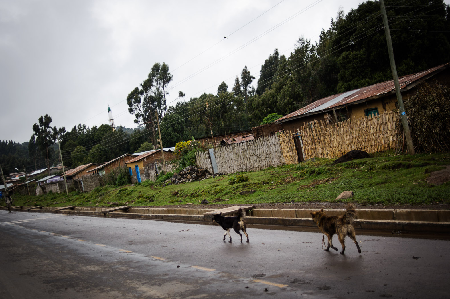 The major threat to wolf populations is rabies, largely transmitted by domestic dogs, whose numbers are increasing with a growing human population using the wolves' habitat. The Ethiopian Wolf Conservation Programme has vaccinated up to 68,000 dogs in an attempt to control the risk.