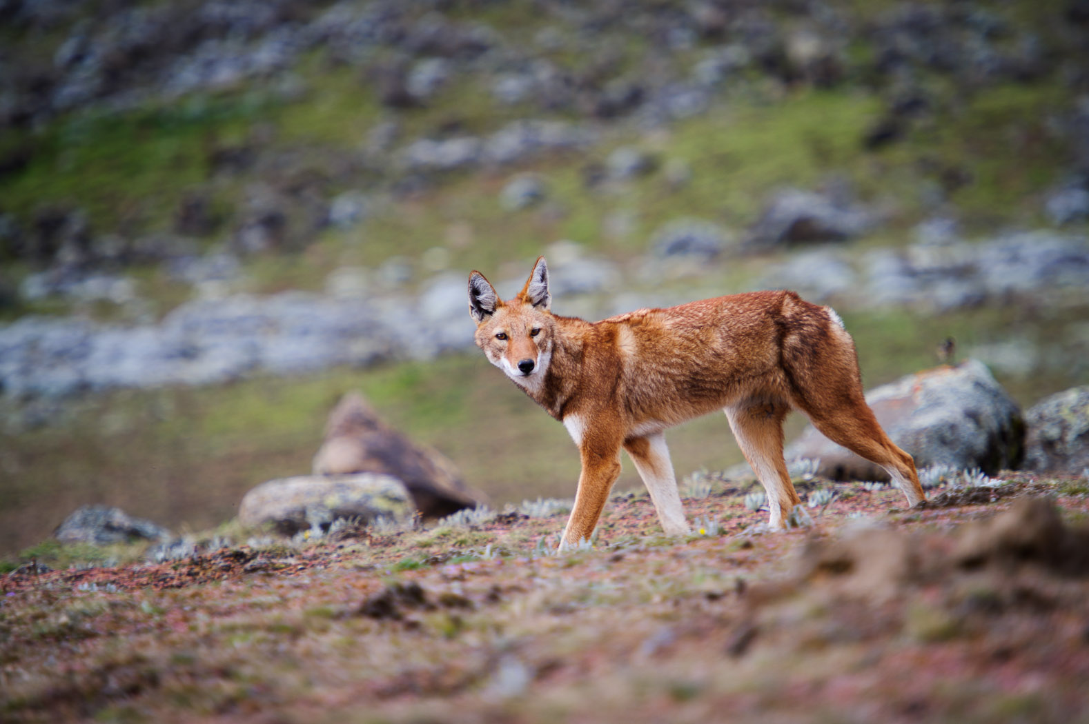 The wolves are agile, moving elegantly and effortlessly across the high-altitude landscape.