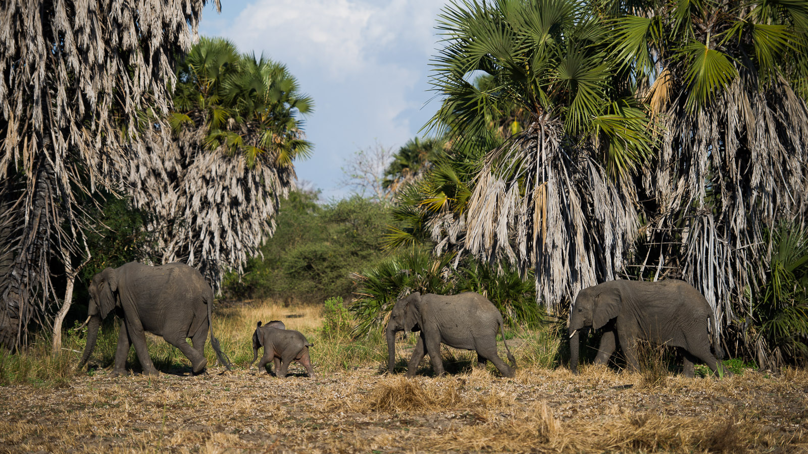 Perhaps a quarter of Africa's elephants live in Tanzania, and estimates reach as high as 36,000 elephants per year are killed for their tusks, worldwide.