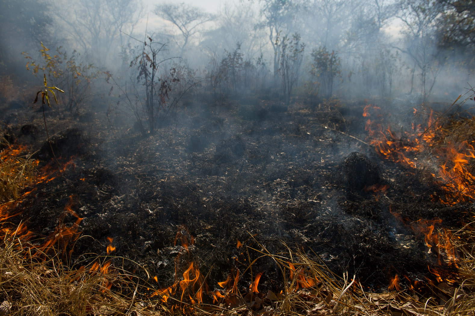 Poachers habitually burn grasslands to provide a better view of elephants in order to kill them for their tusks. "This fire was definitely started by poachers" said a source involved in tackling illegal poaching in Tanzania.