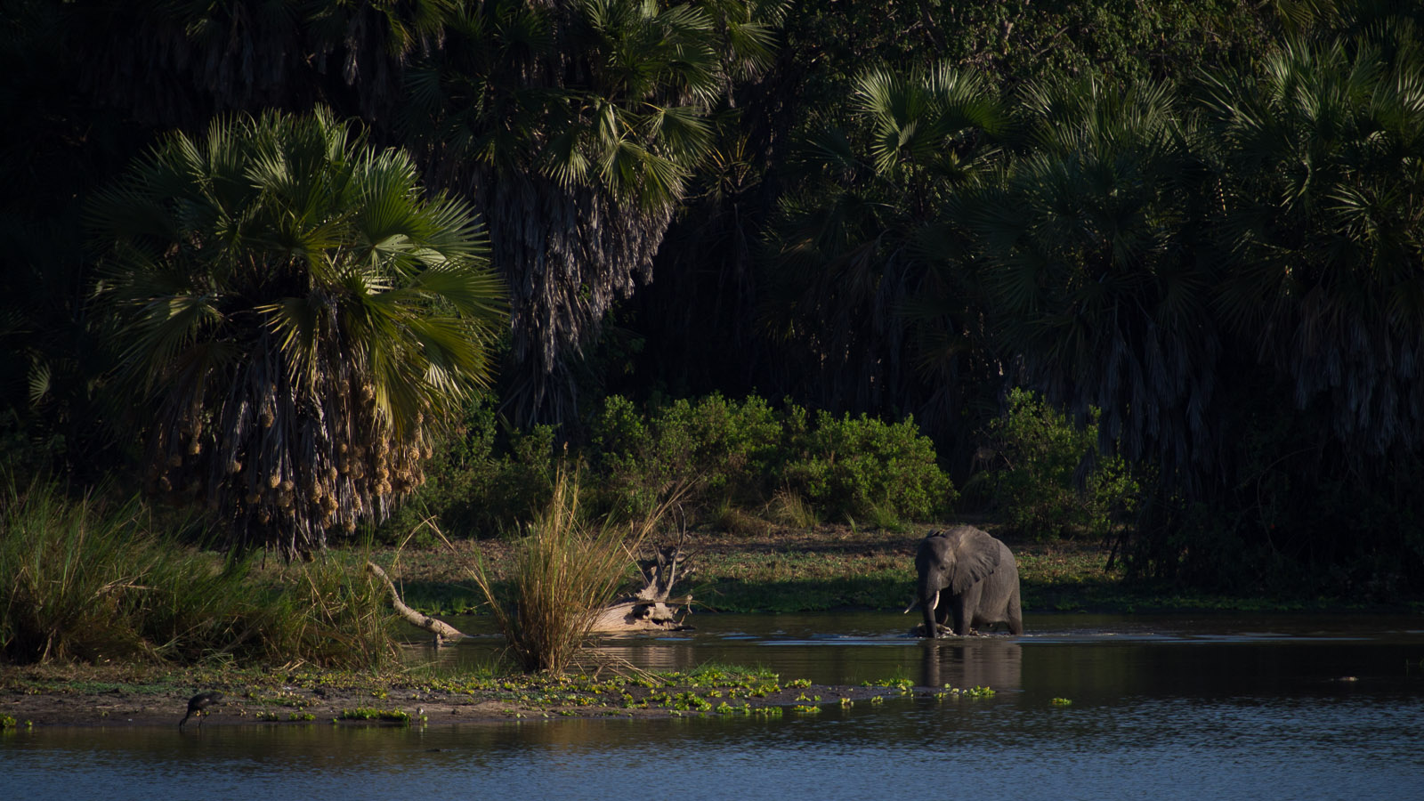 An elephant walks through the edge of Lake Manze in the Selous Game Reserve. Safari guides here say it is increasingly difficult to find elephants, particularly larger bulls.