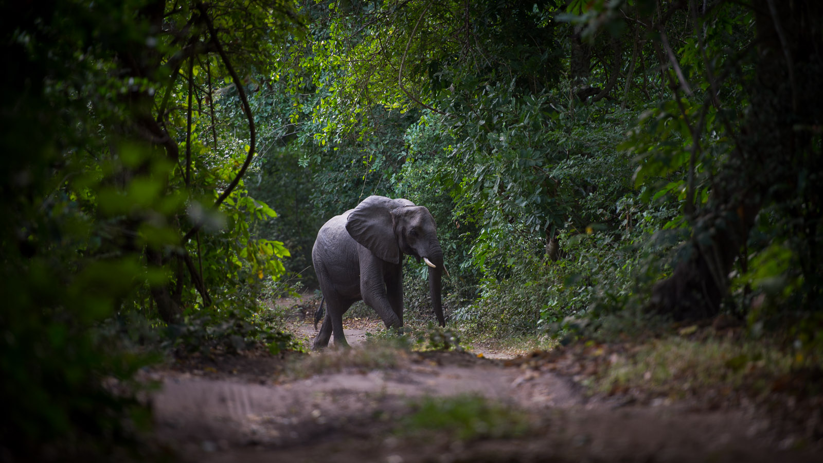 An elephant walks along a forest road on the outskirts of Mloka, near to the edge of the Selous Game Reserve. Locals in Mloka say that many of the elephants have disappeared from the area surrounded the village due to high rates of poaching.