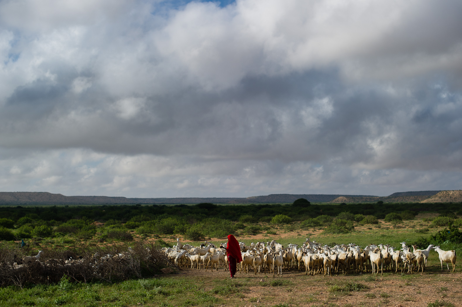 01_PEM_SOM_Livestock_0419.jpg