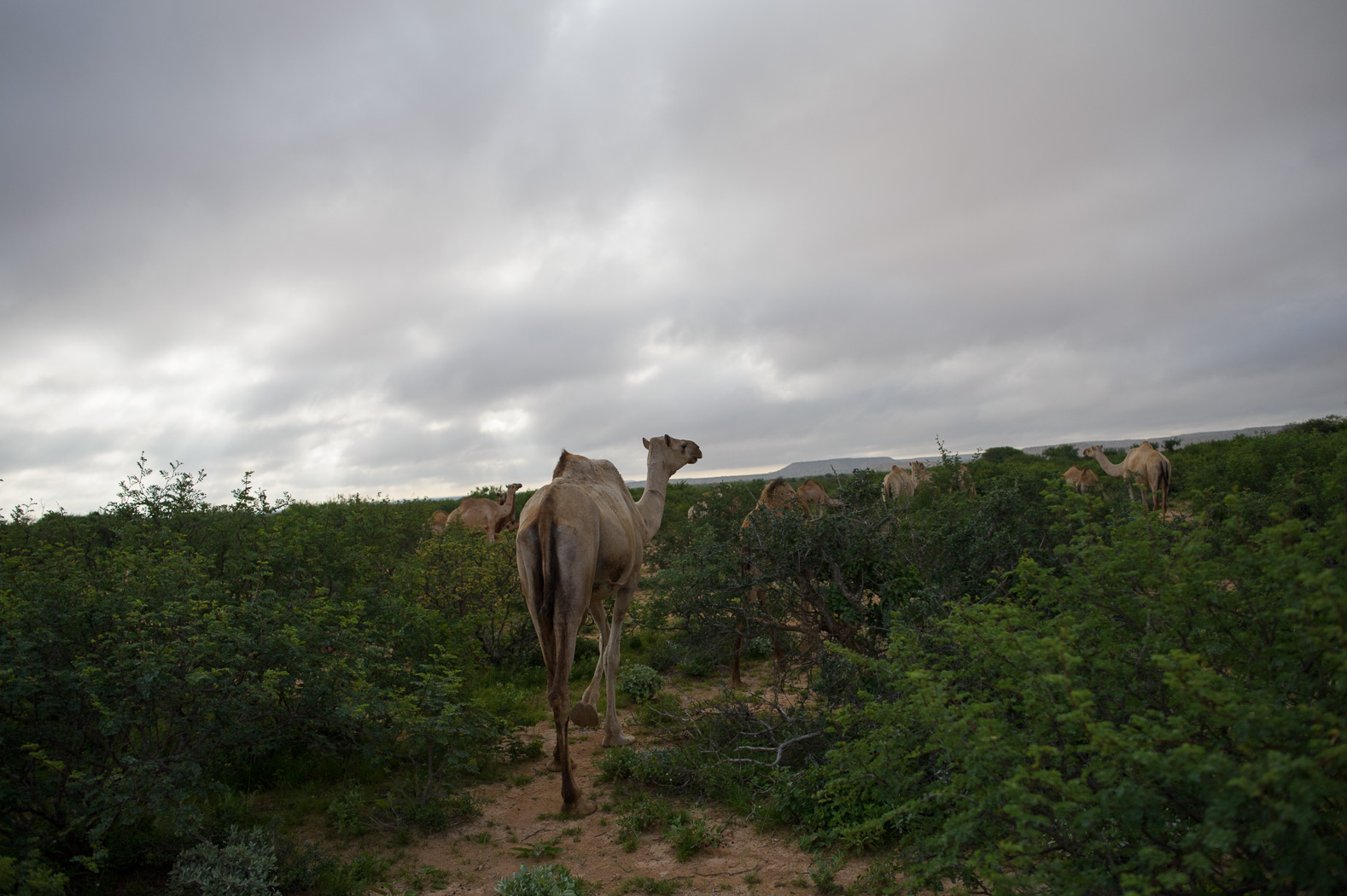 08_PEM_SOM_Livestock_7951.jpg