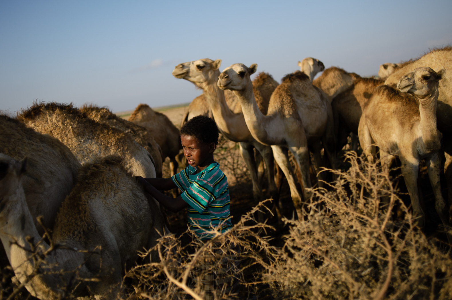 14_PEM_SOM_Livestock_8208.jpg