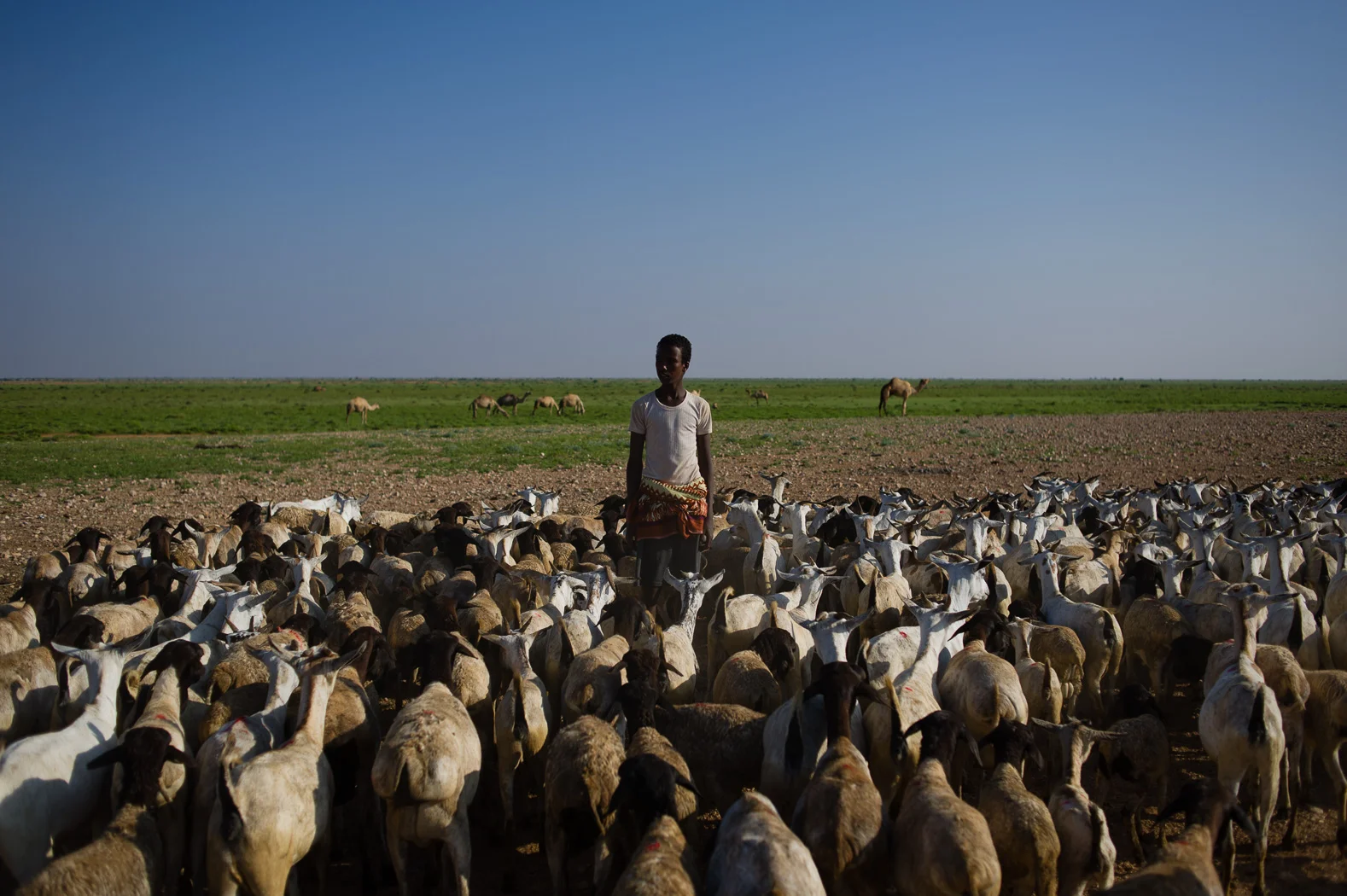 16_PEM_SOM_Livestock_8293.jpg