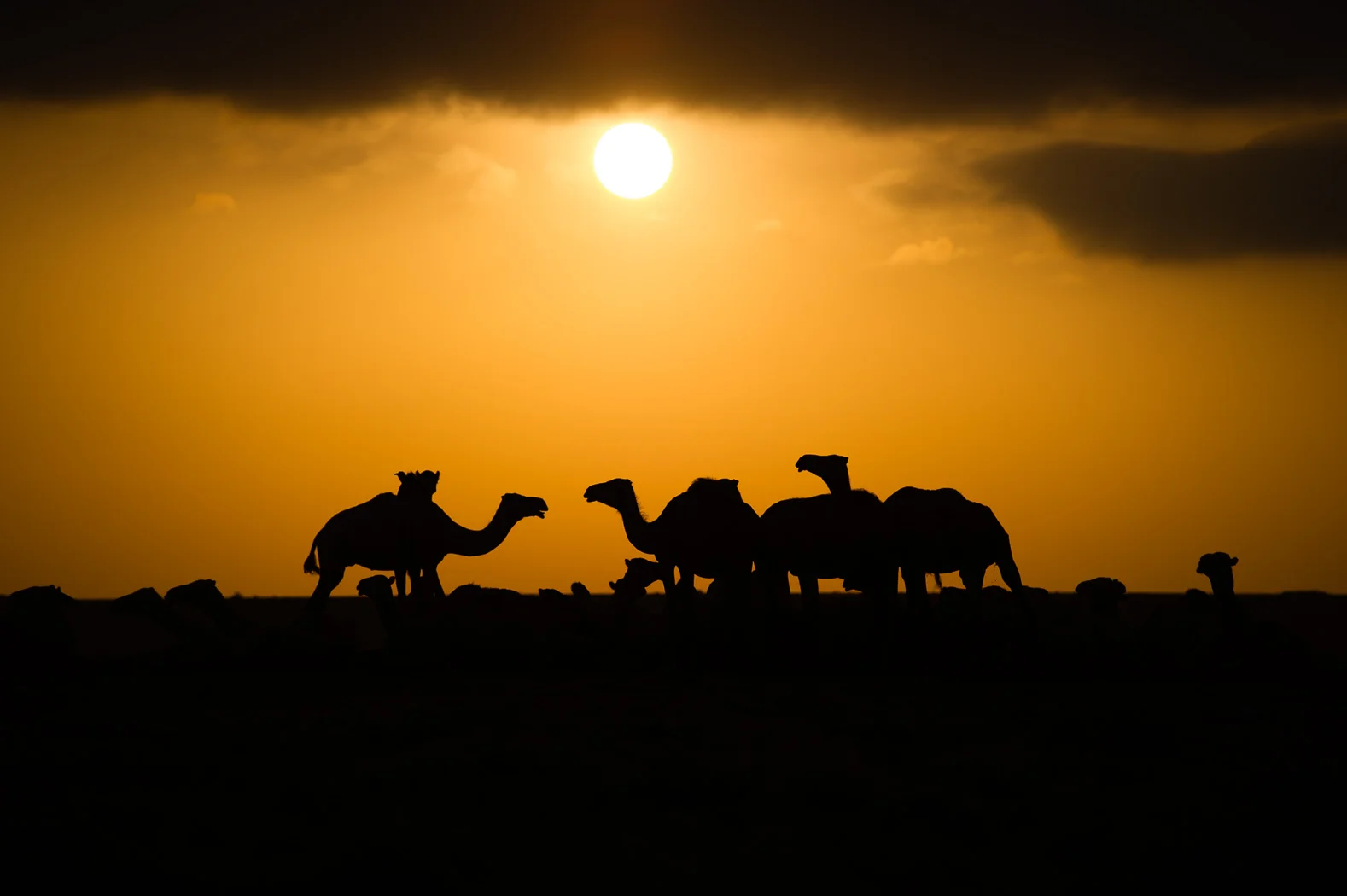 25_PEM_SOM_Livestock_0518.jpg
