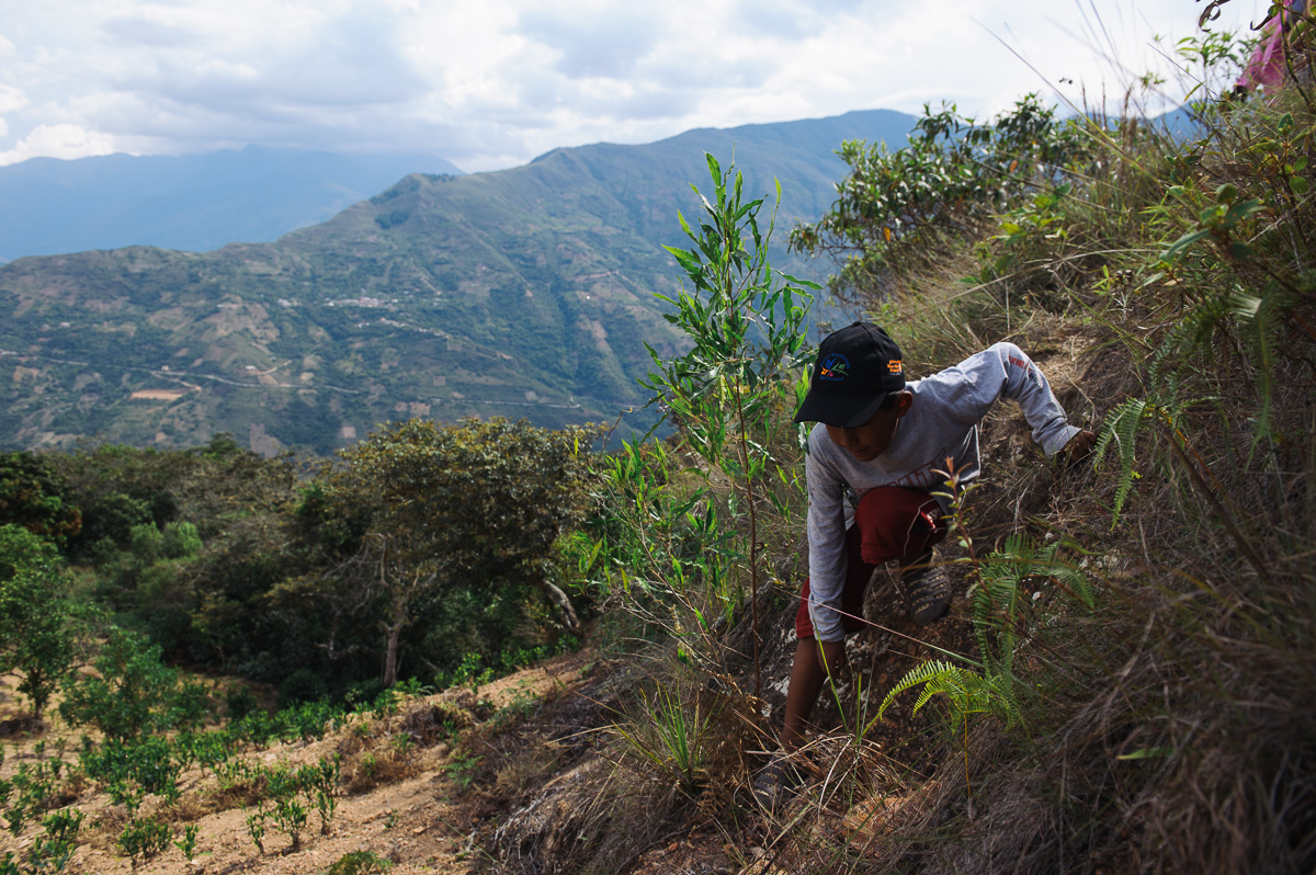 Brandon, 9, climbs down a dirt bank on his way to pick coca leaves in a plantation outside of the village of Coripata in the Los Yungas region of Bolivia. Brandon is too young to legally work, but earns 4 bolivianos per pound of coca leaves picked; generally around 32 bolivianos per day ($4.60 USD), which he gives to his mother.