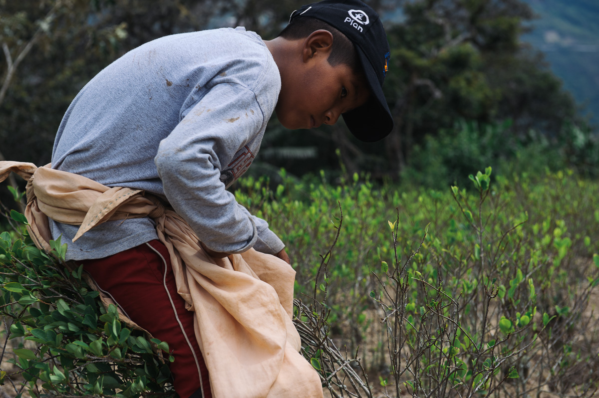 Brandon, 9, picks coca leaves in a plantation outside of the village of Coripata in the Los Yungas region of Bolivia. Brandon is too young to legally work, but earns 4 bolivianos per pound of coca leaves picked; generally around 32 bolivianos per day ($4.60 USD), which he gives to his mother.