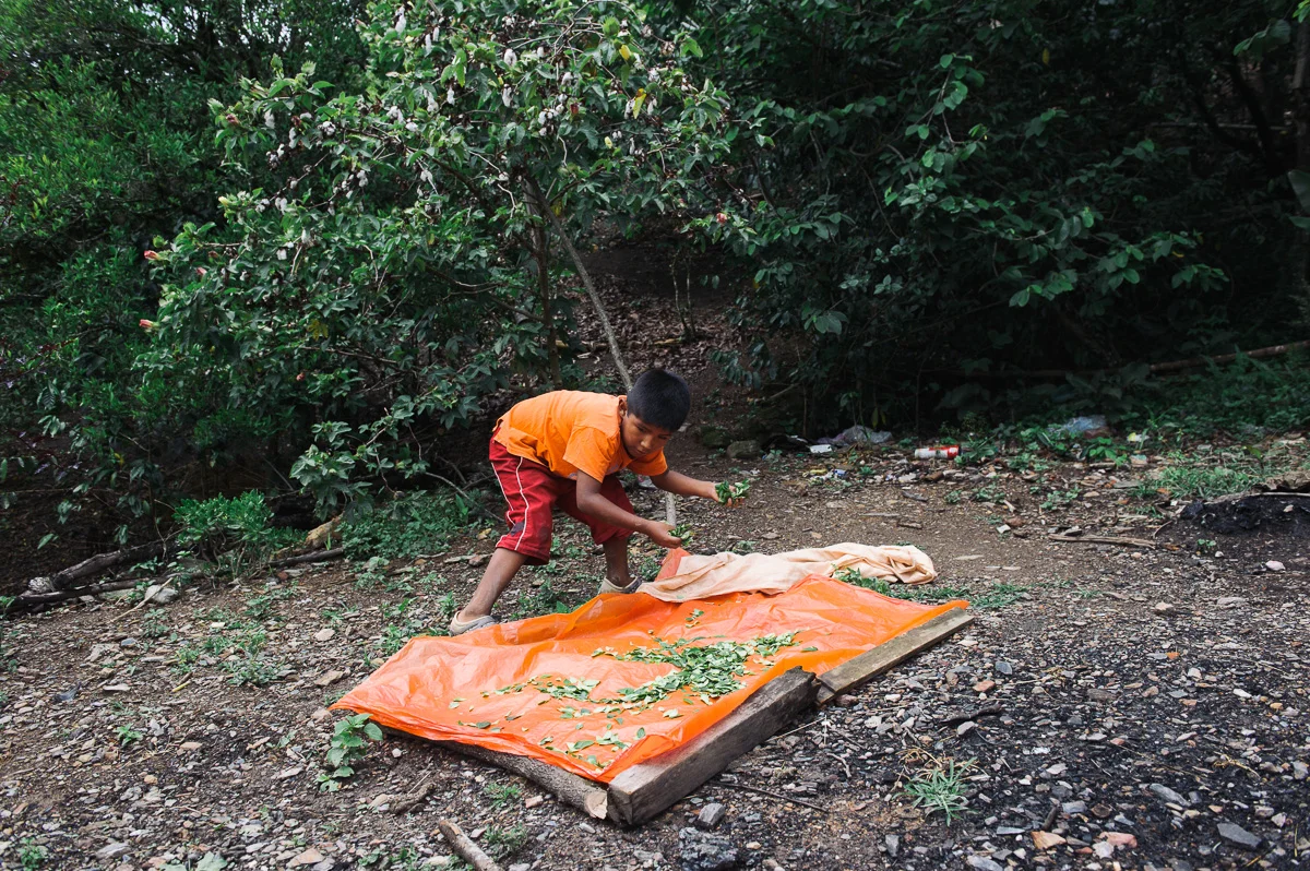 Brandon, 9, lays out coca leaves to dry in a plantation in the village of Coripata in the Los Yungas region of Bolivia. Brandon is too young to legally work, but earns 4 bolivianos per pound of coca leaves picked; generally around 32 bolivianos per day ($4.60 USD), which he gives to his mother.