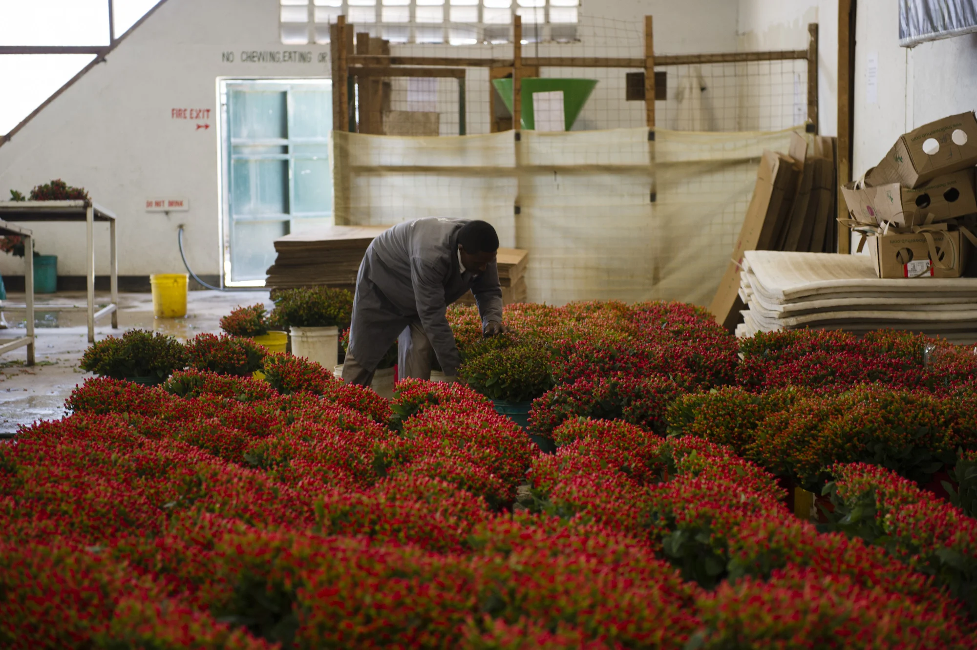 Au Kenya, les roses épineuses de la Saint-Valentin
