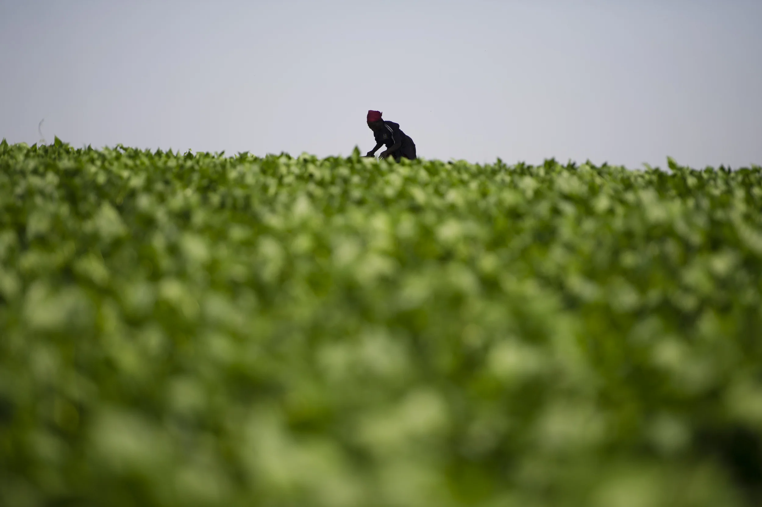 Du Kenya à l’assiette, le parcours pas si vert des haricots