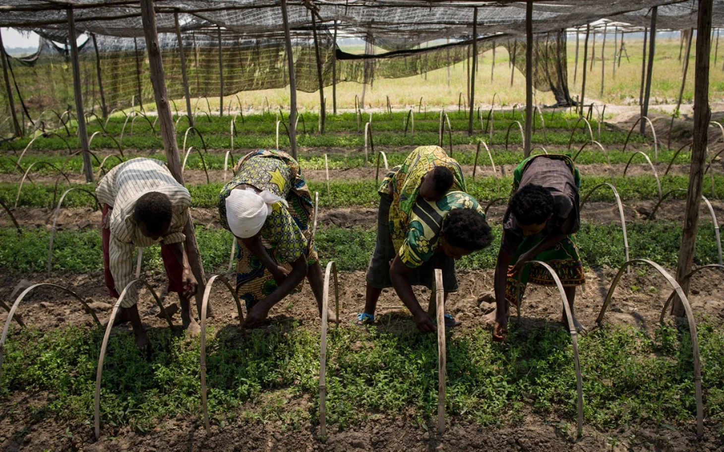 In Burundi, stevia is savior and target