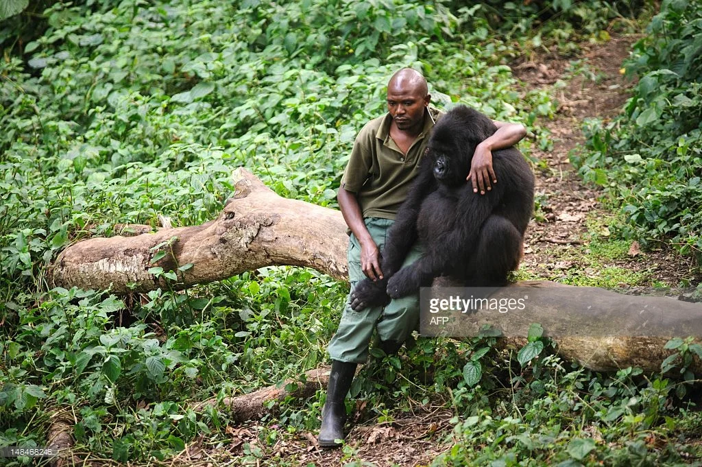 La historia detrás del abrazo al gorila huérfano