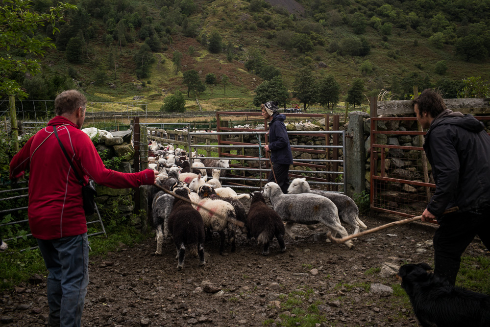  Sheep gathered down to Seathwaite Farm 