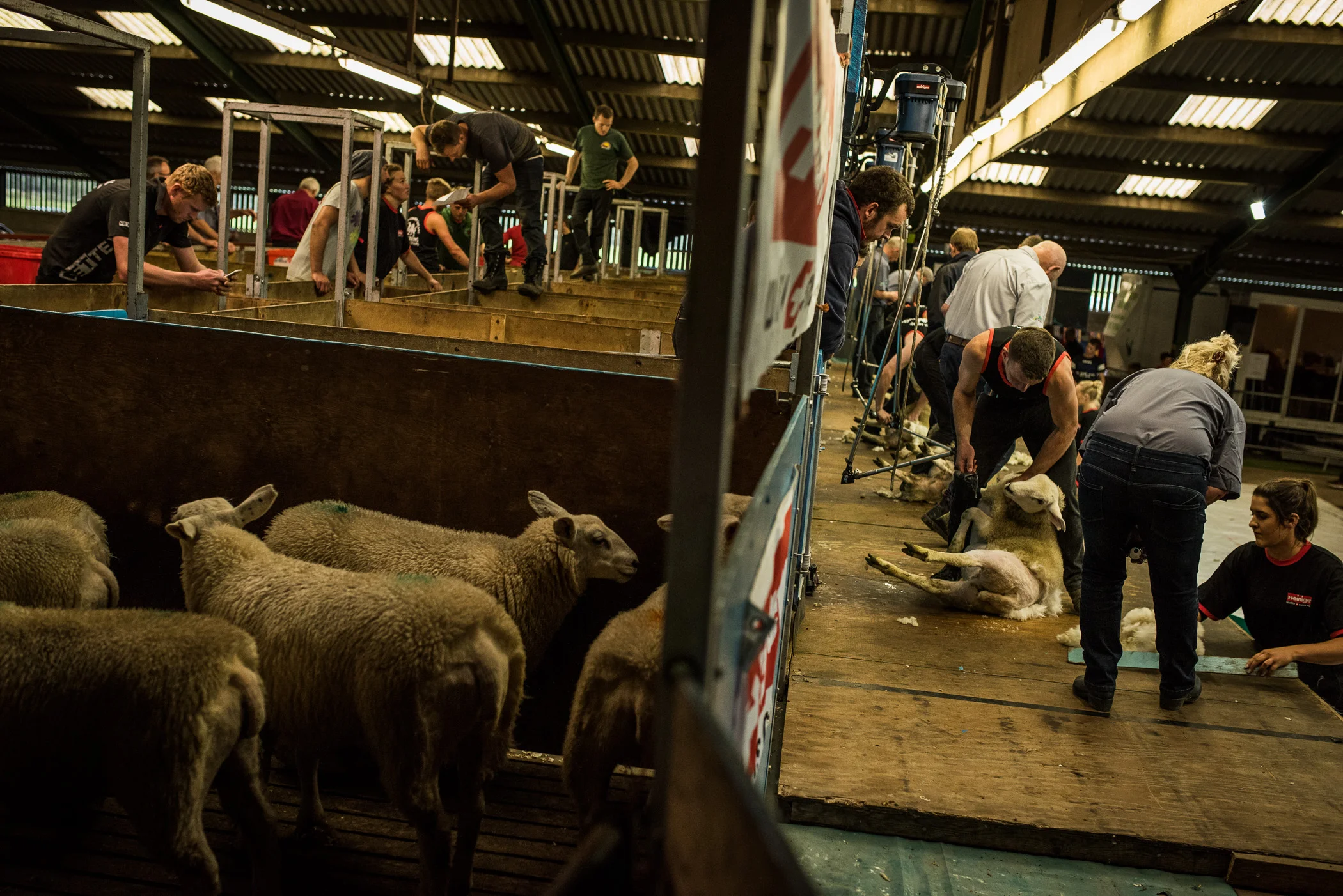 Corwen International Lamb Shearing Championships