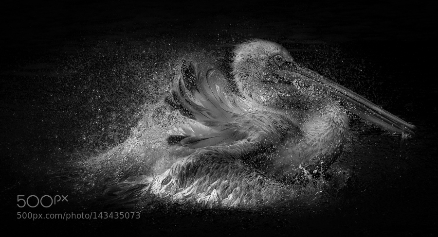 pelican splash