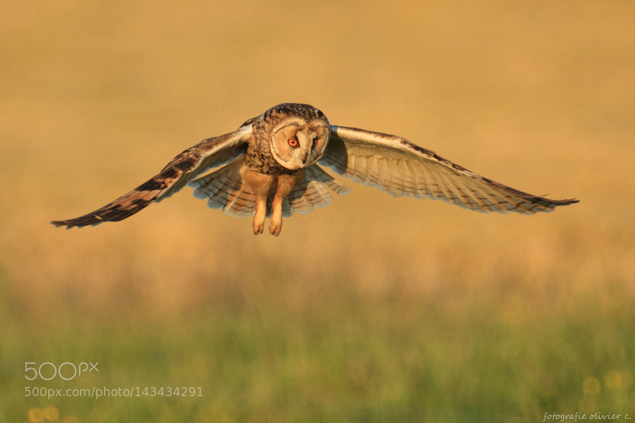 Long eared owl