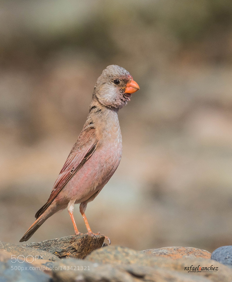 Camachuelo trompetero - Trumpeter finch