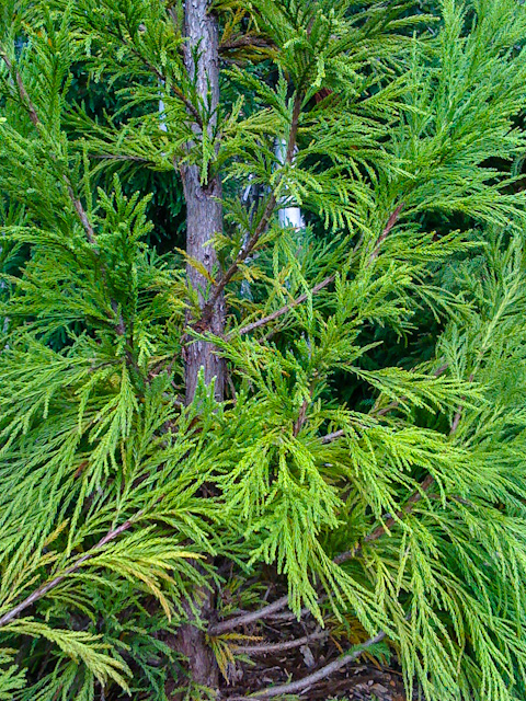 bright pine.jpg