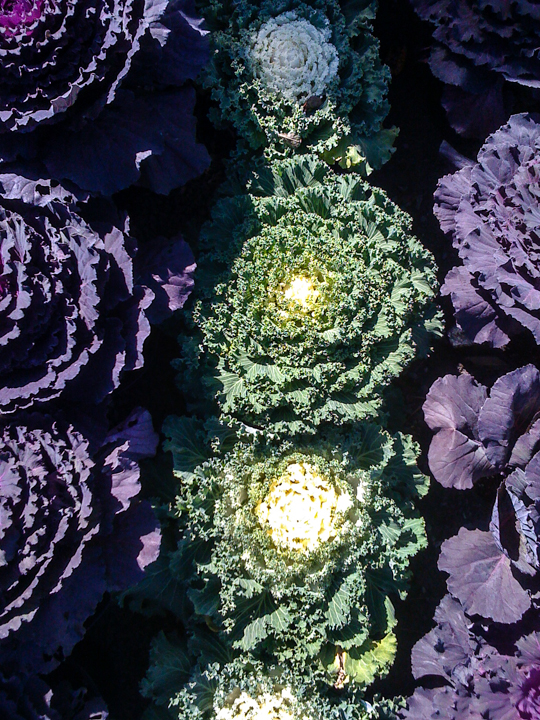 cabbage overhead cu.jpg