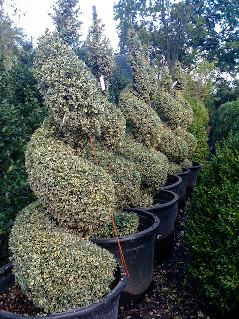 sculpted shrubs.jpg