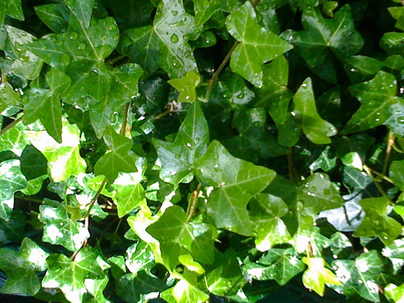 English ivy