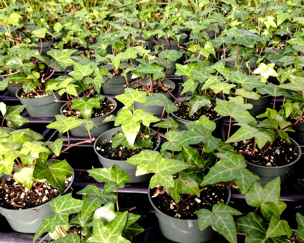 Ivy in pots