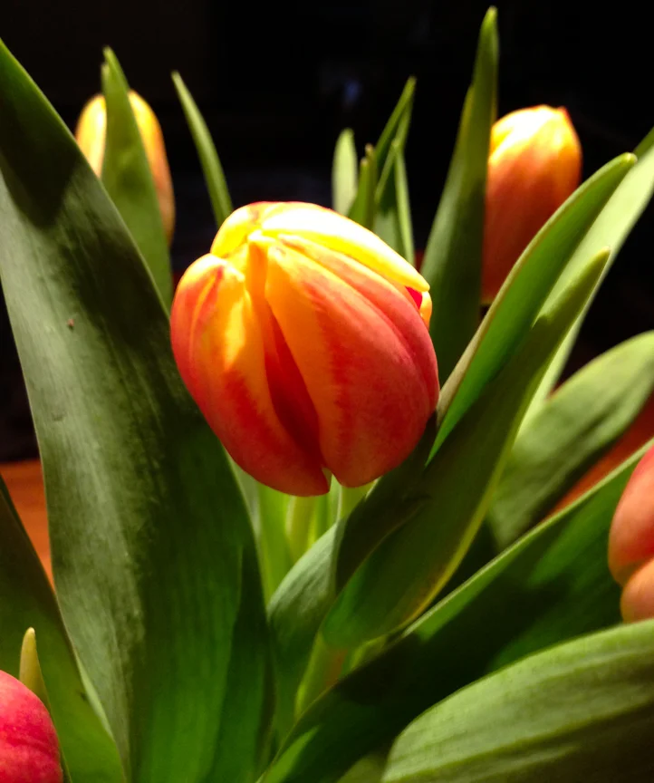 tulip cu.jpg