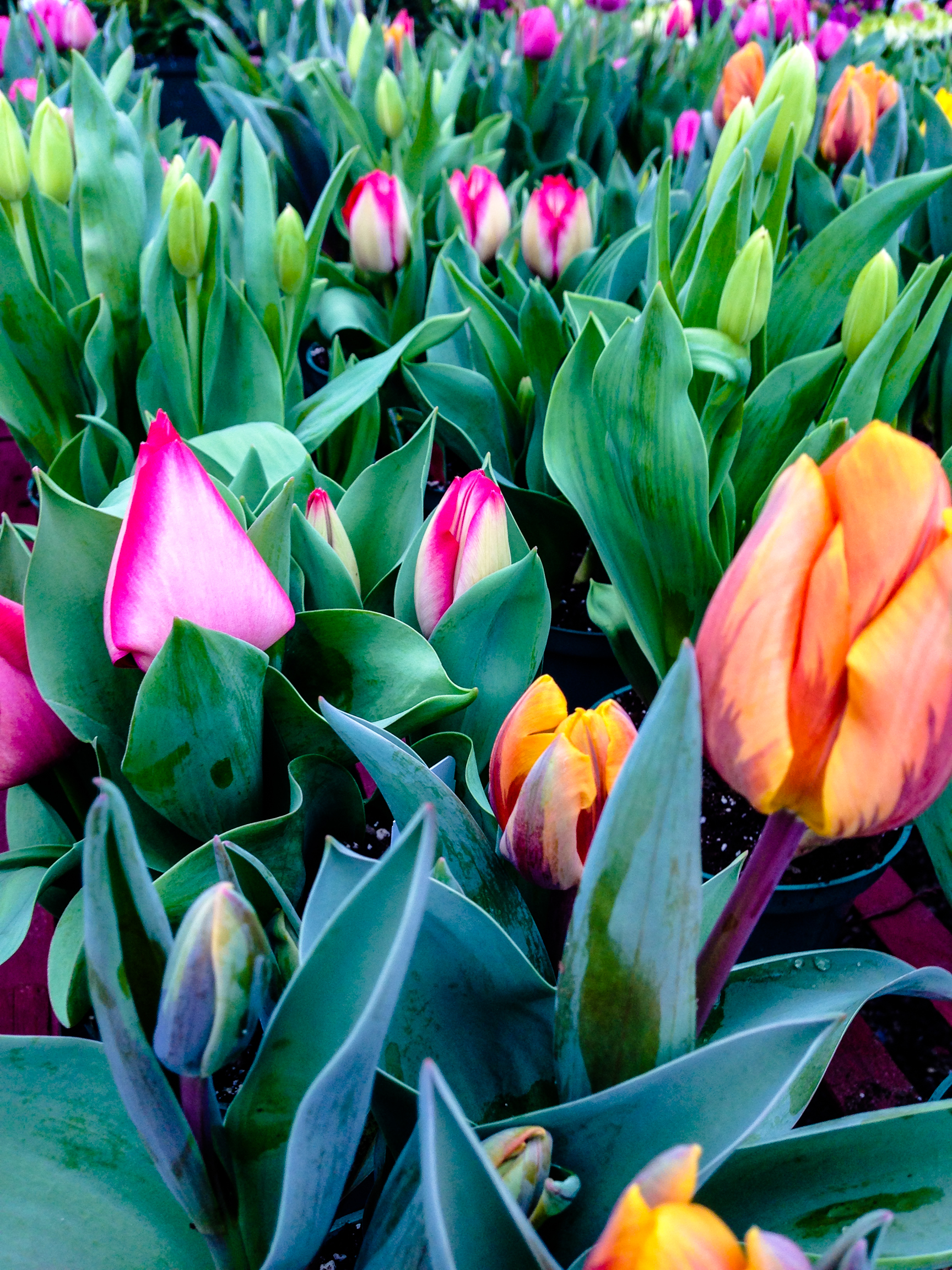 tulips 24 vert..jpg
