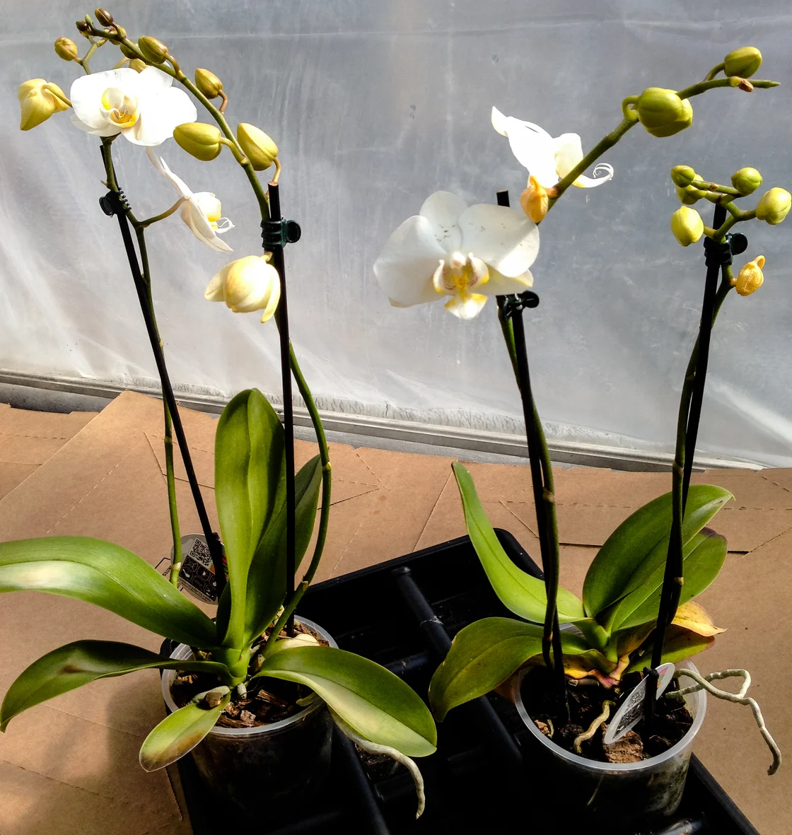 orchid.jpg