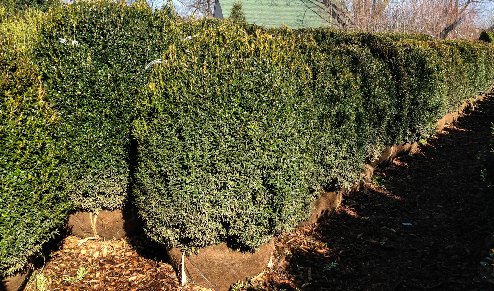 Boxwoods-1.jpg