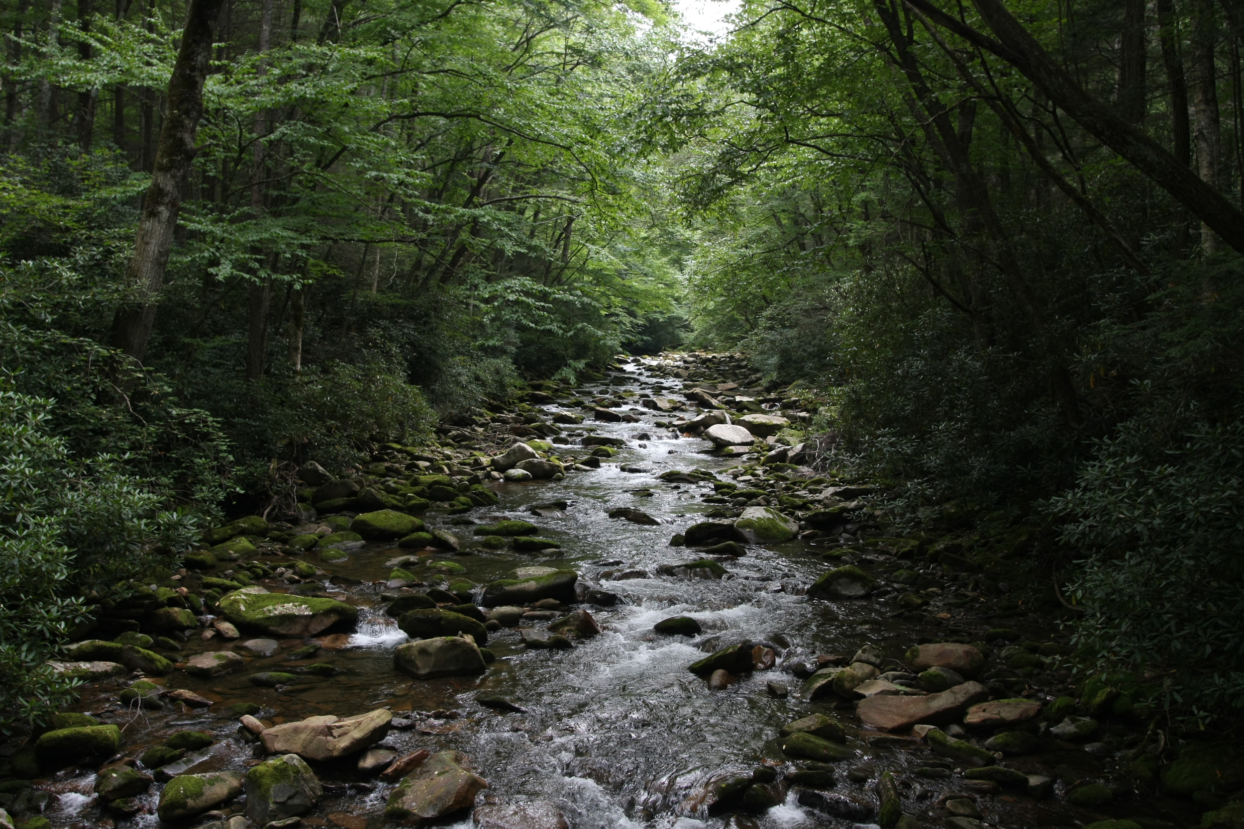 Big Creek Loop Backpacking Trip - GSMNP 8/21 - 8/23/2010