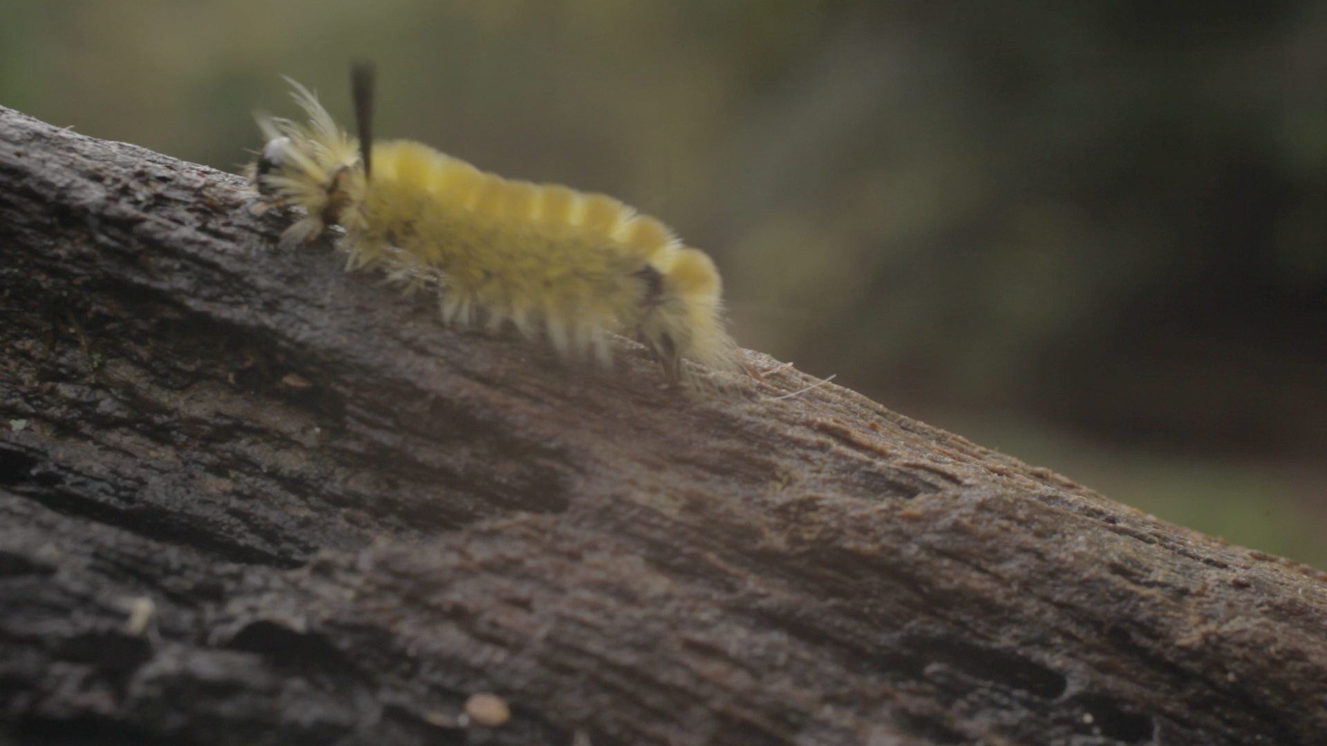 A wooly worm treks across a log during shooting in Muir Valley for the 'Muir Valley Project'. This is a screen grab of one of the many shots we got during our second weekend of production. 