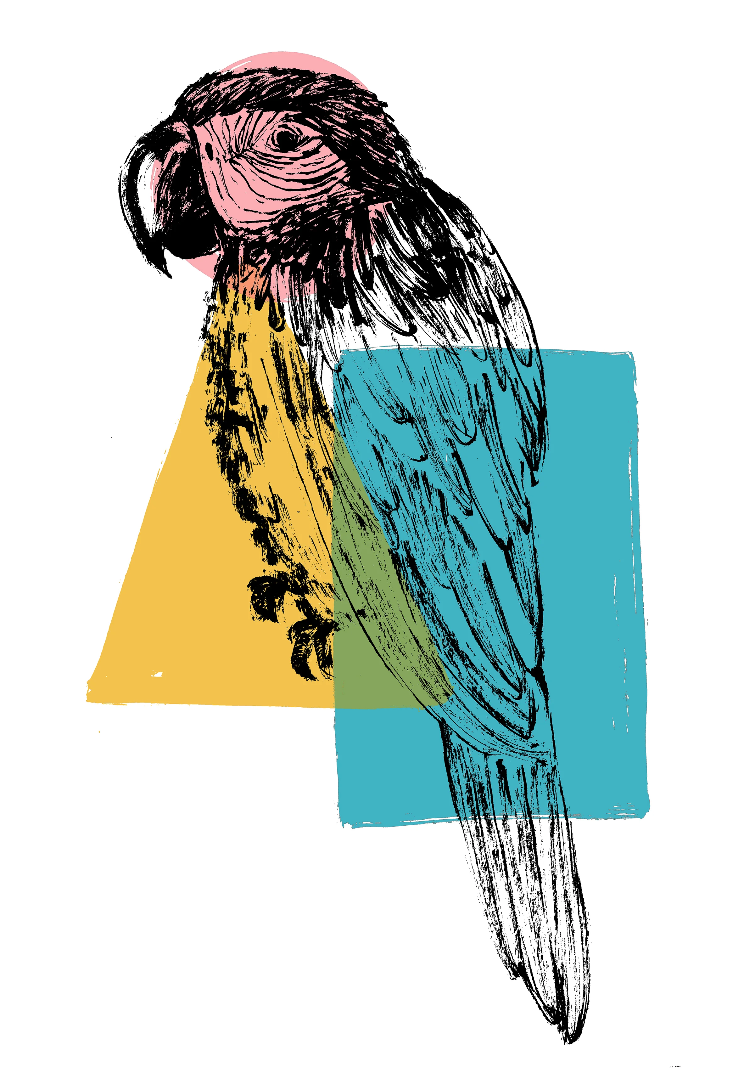 parrot copy.jpg