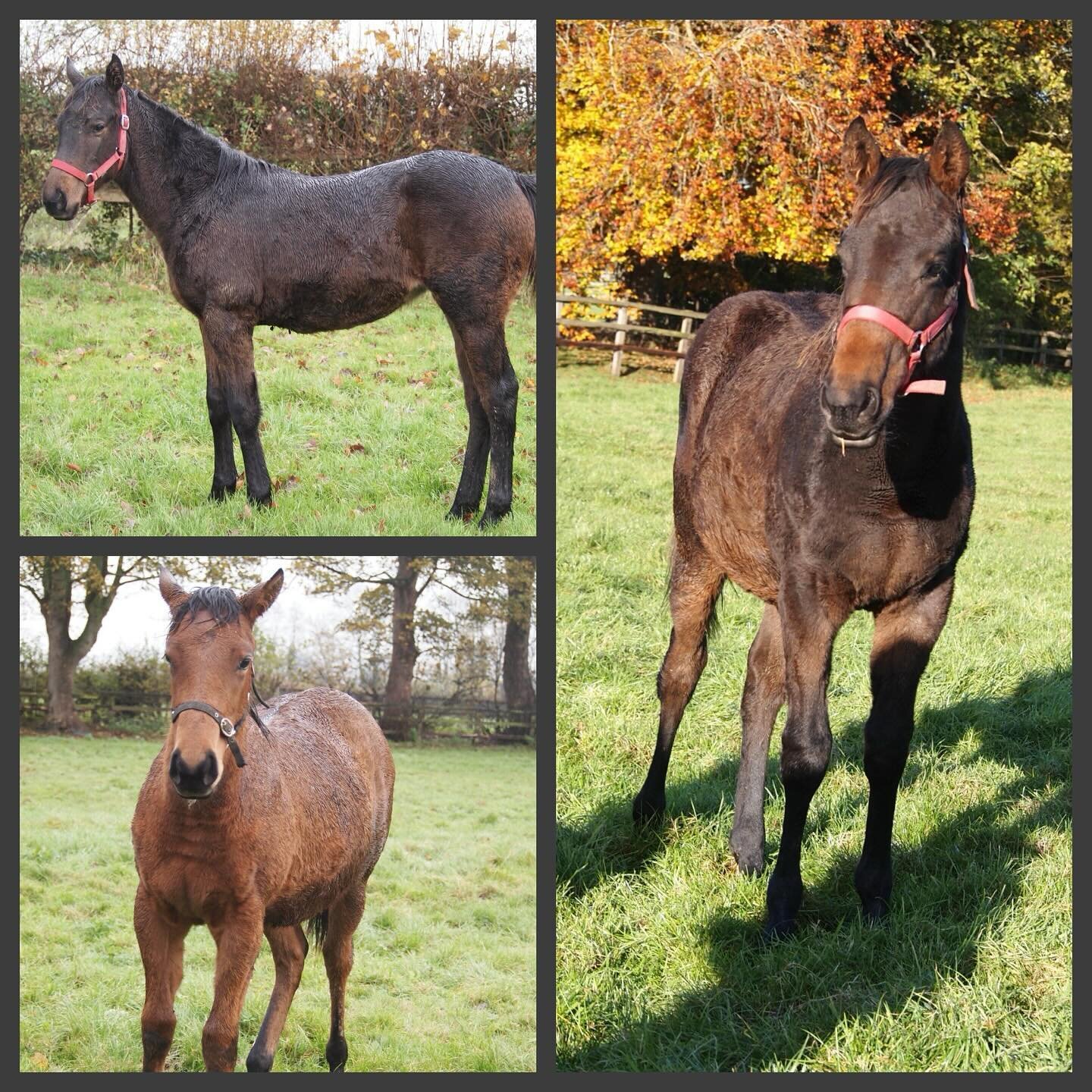 We love to visit our Ubettabelievit foals who are being so well cared for at @nortongrovefarm 😍 It will be very exciting to see how they progress 🙌🏻
#teamtinkler #ubettabelievit #foals