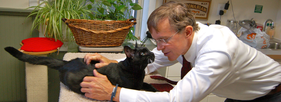 Dr-Peterson-exam-black-cat-Bedford.jpg