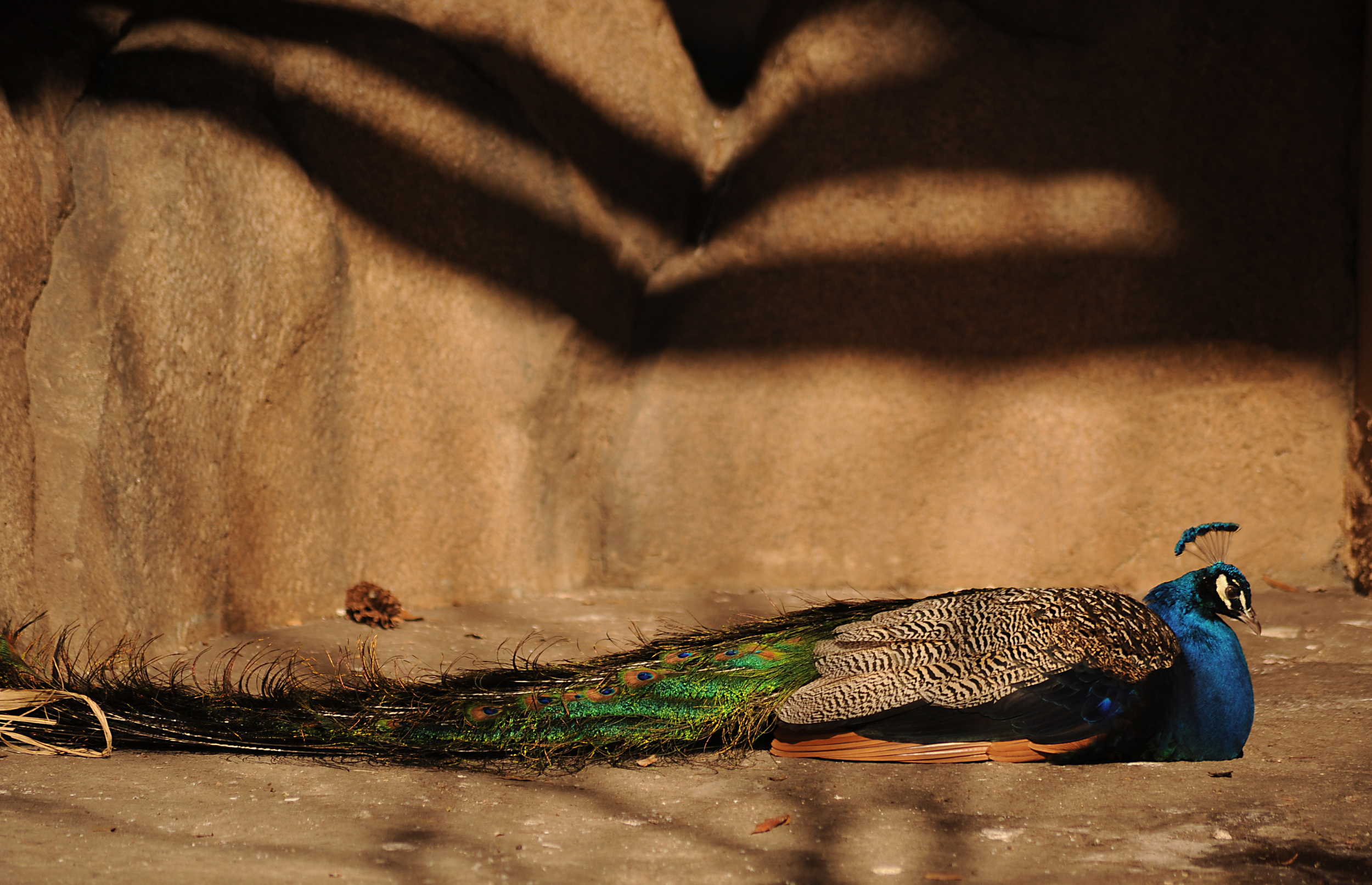 DSC_0083edit.jpg