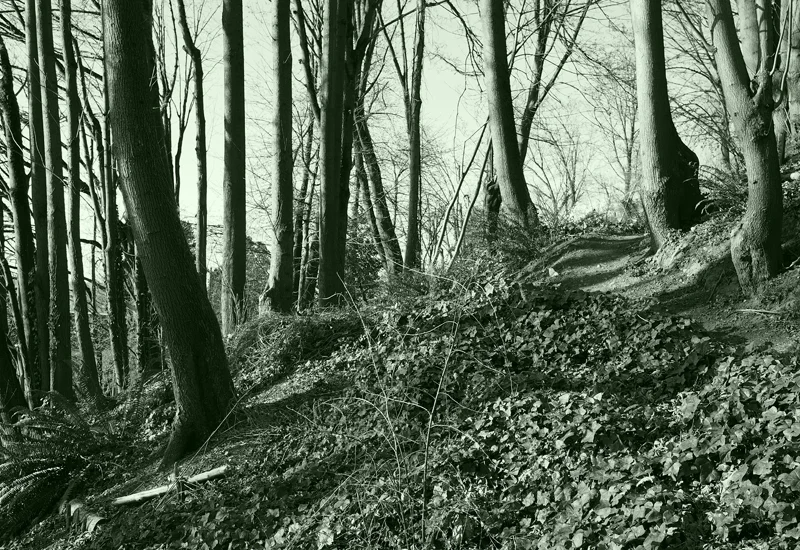 13_0402 Forrest 2 small.jpg