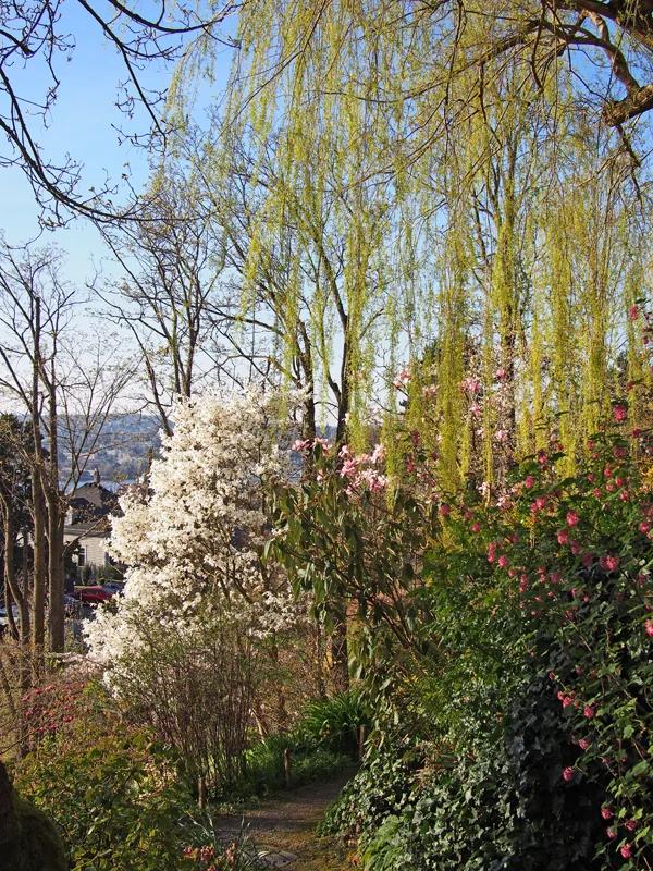 13_0402 Willow and Flowers small.jpg