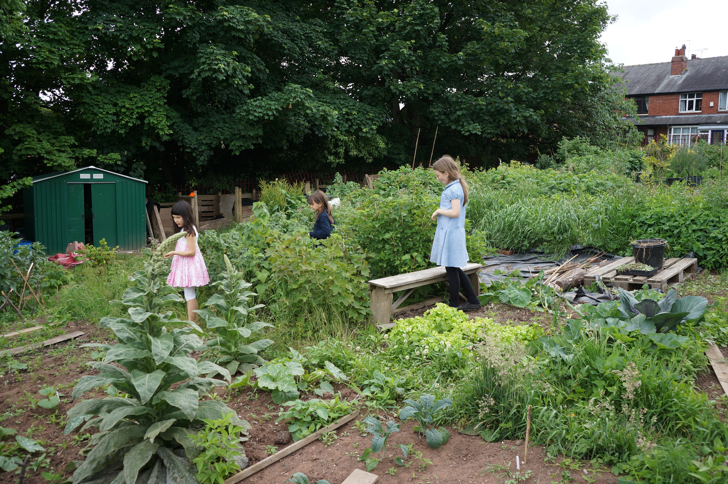 Lilac community garden.JPG