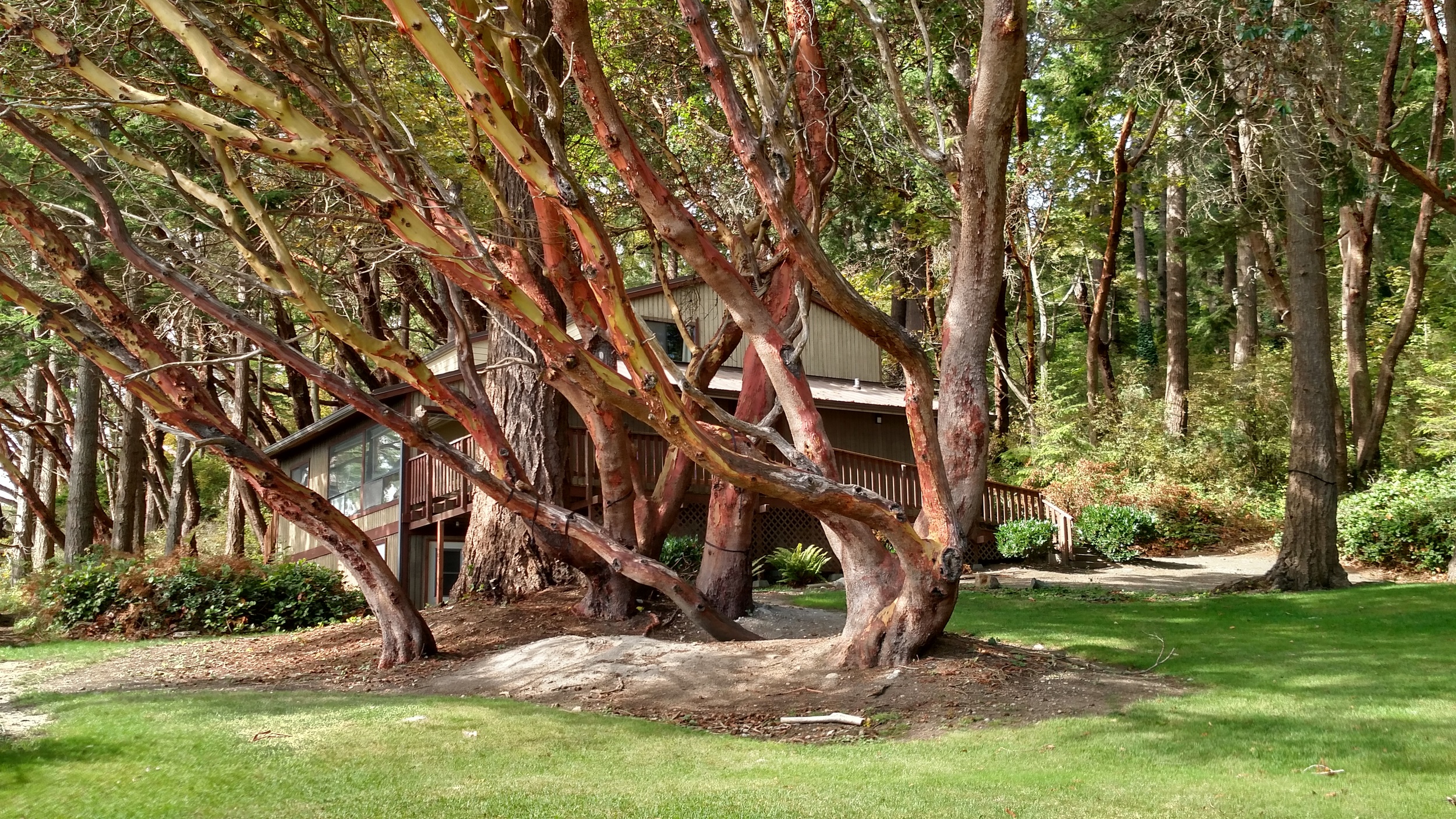 Madronas surrounding one of the bunk houses