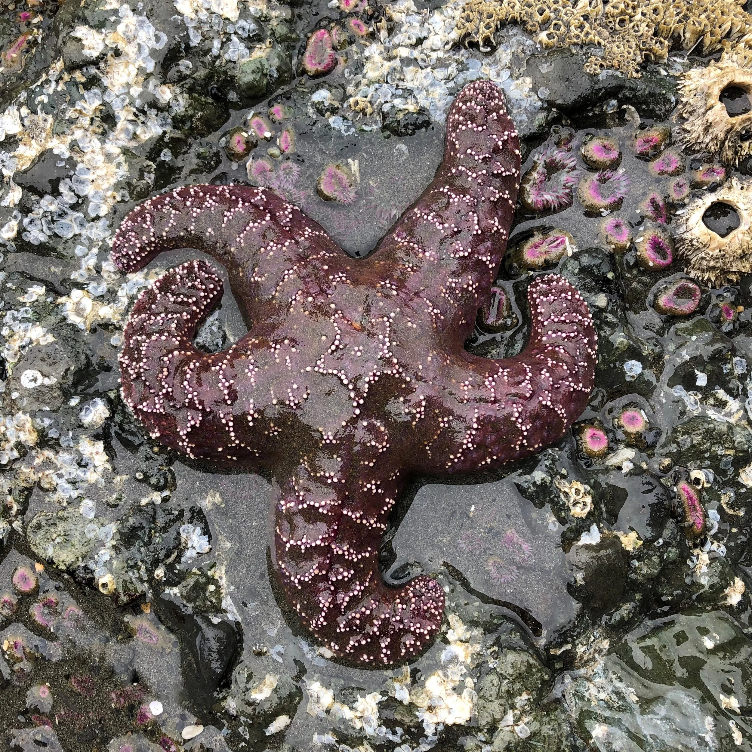 starfish.jpg