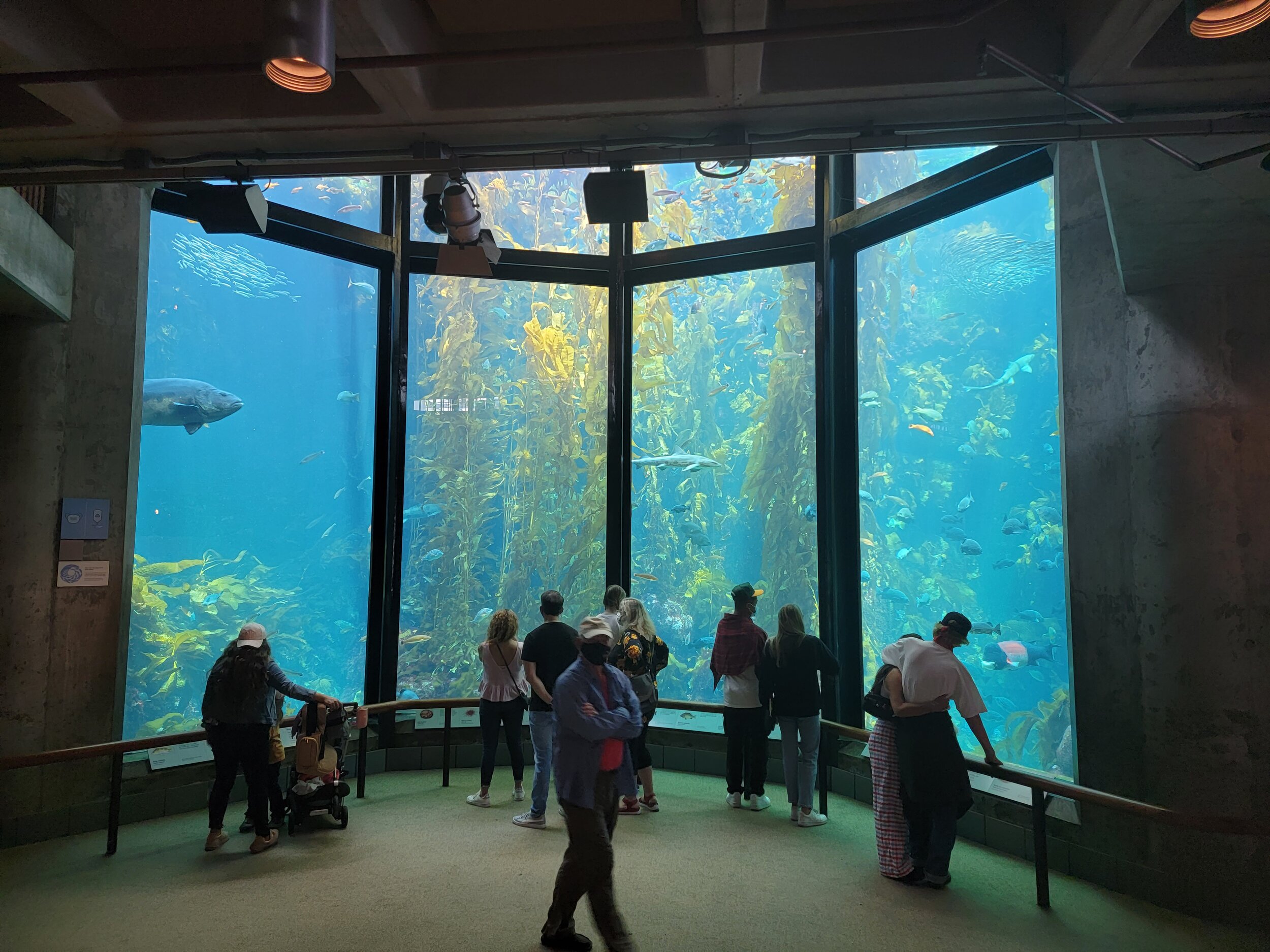 Monterey Bay Aquarium.jpg