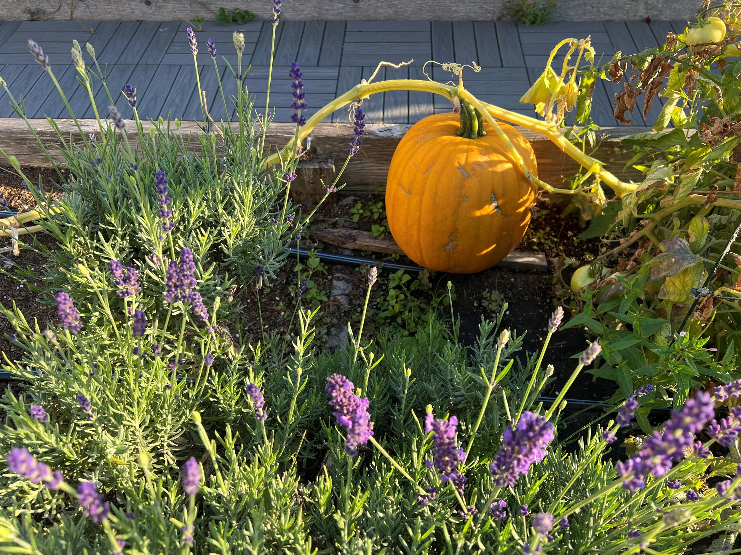 pumpkin.jpg